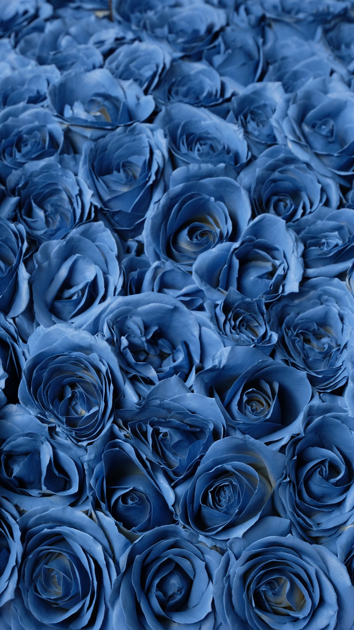 All Blue - Thumbnail 3 - fresh