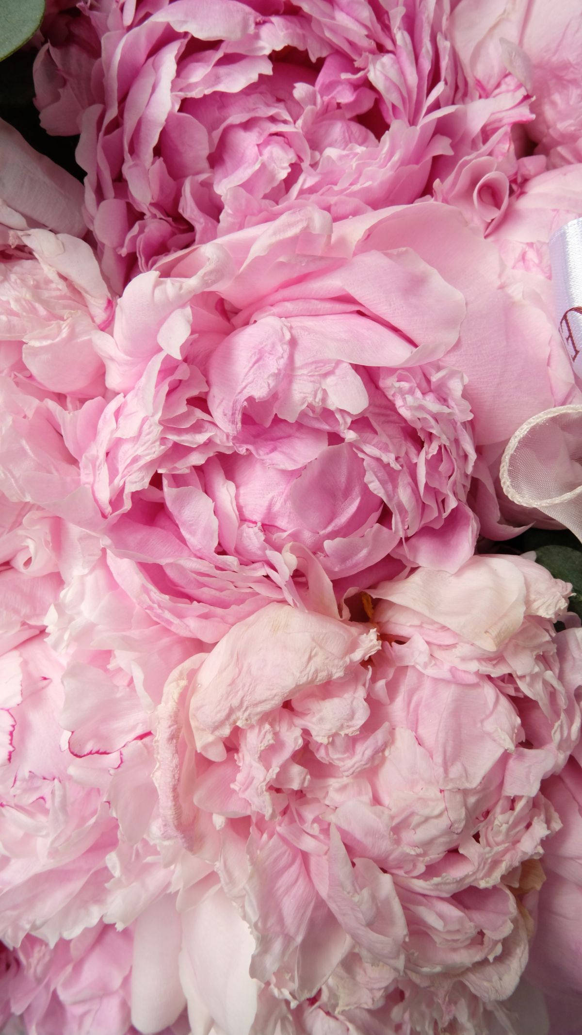 Chelsea's Peony - Thumbnail 3 - giant
