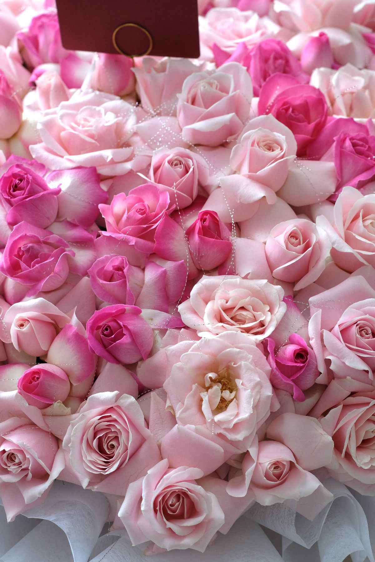 Giant Blooming Rose Flexed - Thumbnail 3 - giant