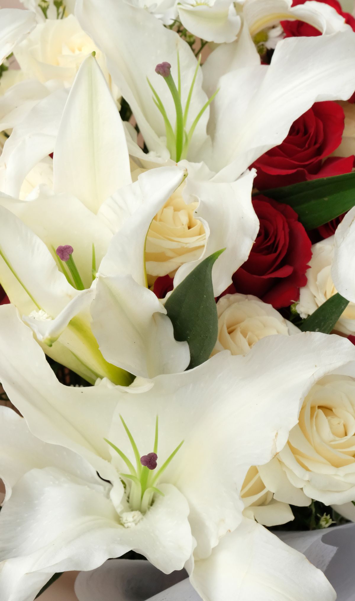 Lily of Passion - View 2